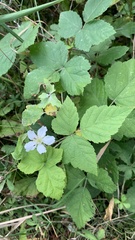 Rubus caesius