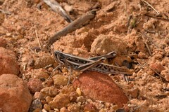 Austracris guttulosa
