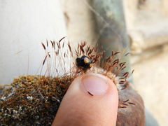 Harmonia axyridis