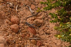 Austracris guttulosa