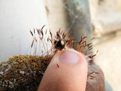 Harmonia axyridis