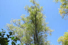 Salix alba