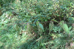 Urtica galeopsifolia