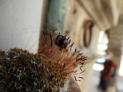 Harmonia axyridis