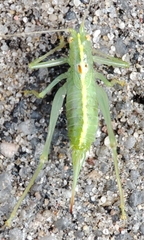 Meconema meridionale