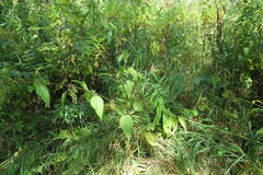 Urtica galeopsifolia