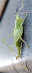 Meconema meridionale