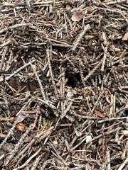 Formica rufa