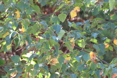 Betula pubescens