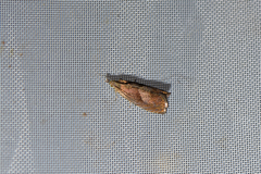 Dichrorampha simpliciana