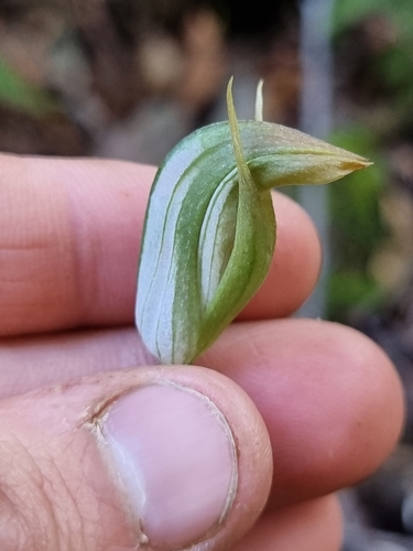 Image of Pterostylis hildae by (c) Richard Dimon, some rights reserved (CC BY)