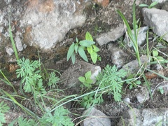 Cuphea carthagenensis