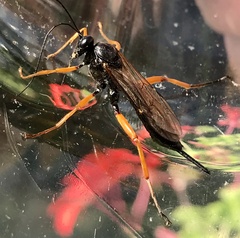 Pimpla rufipes