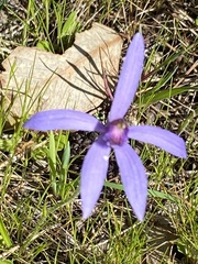 Pheladenia deformis