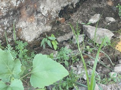 Cuphea carthagenensis