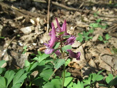 Corydalis solida