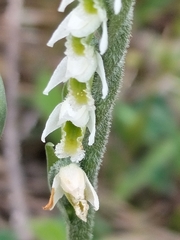 Spiranthes spiralis