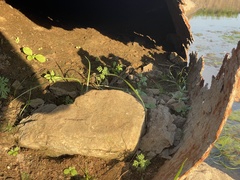 Cuphea carthagenensis