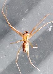 Linyphia triangularis