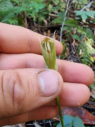 Image of Pterostylis hildae by (c) Richard Dimon, some rights reserved (CC BY)