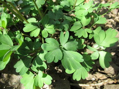 Corydalis solida