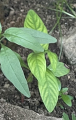 Cuphea carthagenensis