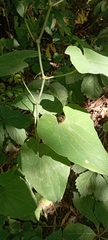 Aristolochia clematitis