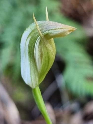 Image of Pterostylis hildae by (c) Richard Dimon, some rights reserved (CC BY)