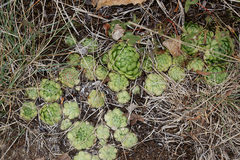 Sempervivum globiferum