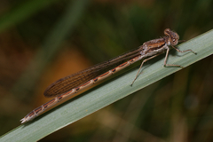 Sympecma fusca