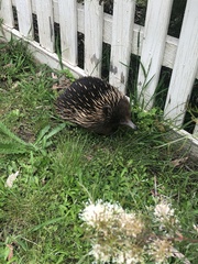 Tachyglossus aculeatus