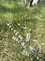 Myrtoideae
