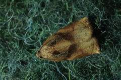Archips podana
