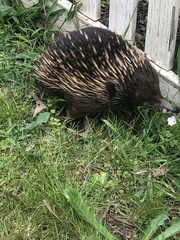 Tachyglossus aculeatus