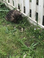 Tachyglossus aculeatus