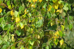 Betula pubescens