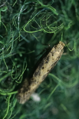 Scrobipalpa ocellatella