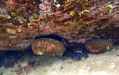 Haliotis rubra