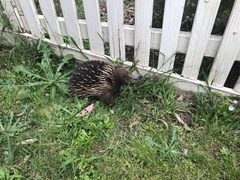 Tachyglossus aculeatus