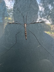 Tipula furca