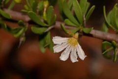 Scaevola spinescens