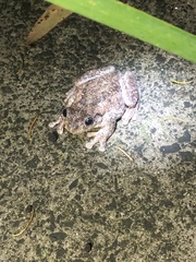 Litoria peronii