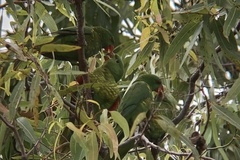 Trichoglossus chlorolepidotus