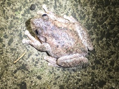 Litoria peronii