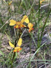 Diuris corymbosa