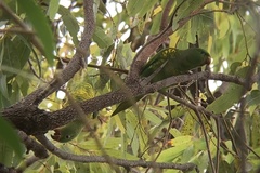Trichoglossus chlorolepidotus