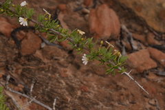 Scaevola spinescens