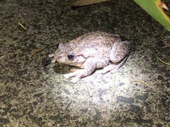 Litoria peronii