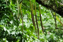 Pyrrosia longifolia