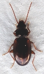 Carabidae